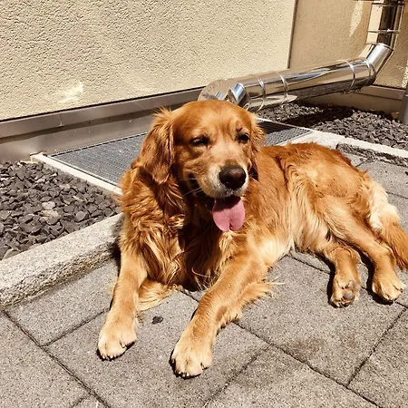 호텔 & Loewen 울름